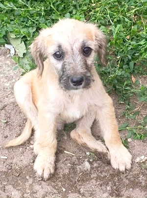 Cookie - kleine Hündin sucht ihr Glück
