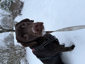 Familienfreundliche Chocolate Labrador Hündin sucht liebevolles Zuhause