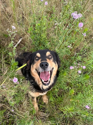 Nanook sucht sein Traum- Zuhause