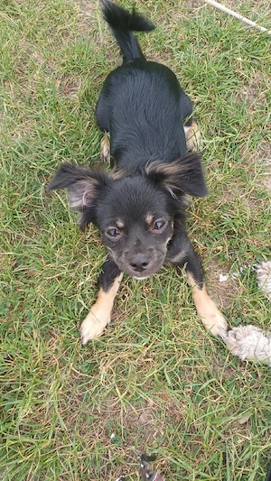 Chihuahua Hündin Chipsy 6 Monate alt