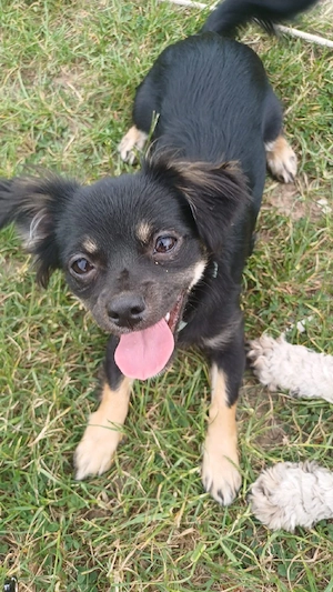 Chihuahua Mädchen Chipsy 6 Monate