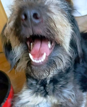 Soraya - bist du ihr Mensch? Bild 9