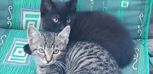 Zwei Katzenbabies abzugeben 
