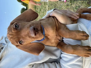 2 reinrassige Magyar Vizsla Rüden suchen ein liebevolles Zuhause