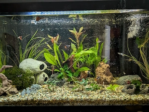 Verkaufe  Aquarium Komplett