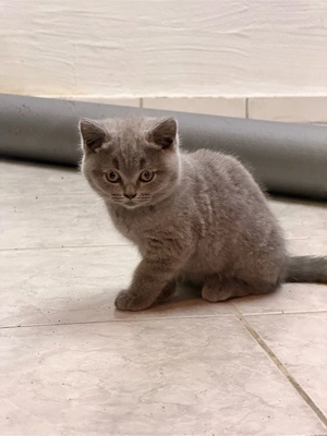 BKH Kitten April 2026