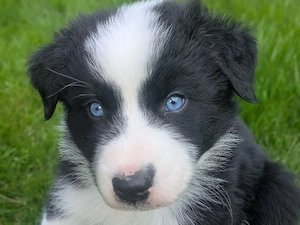 Welpen - Familienhund 