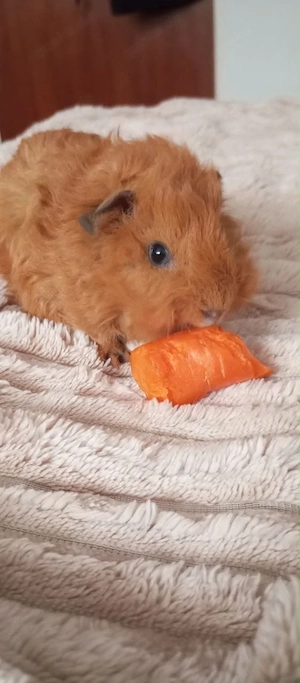 Unsere Meerschweinchen sucht ein neues zu Hause