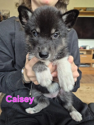 3 Typvolle Siberian Husky Welpen