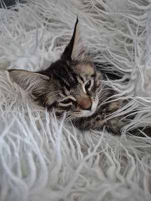 xxl Norweger Maine Coon  Mädel 