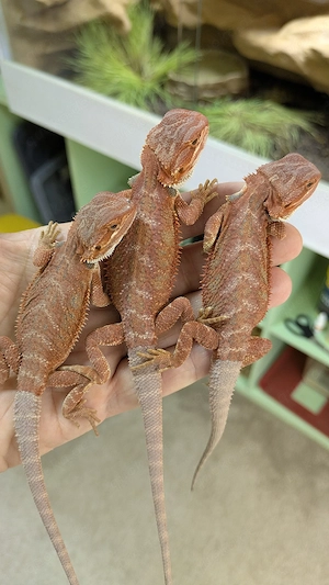 Hypo Red Organge Bartagmen Pogona Vitticeps 