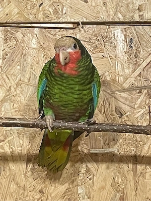 1,0 Kubaamazone NZ22