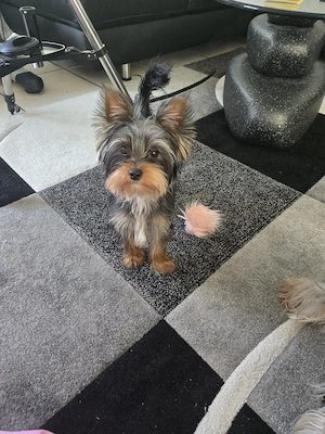 Yorkshire Terrier Rüden