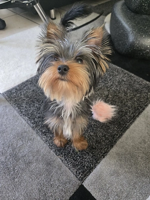 Yorkshire-Terrier-Rüden 