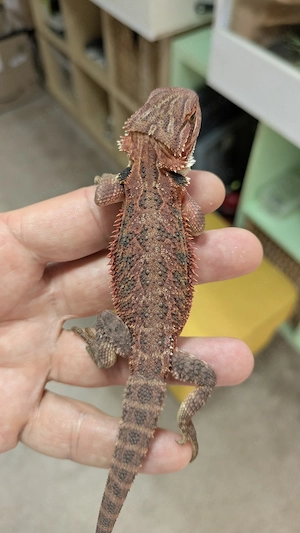 Half Red Monster Bartagame Pogona Vitticeps 