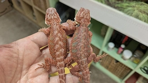Hypo Red Organge Leatherback Bartagame Pogona Vitticeps 