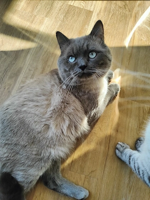 BKH-Mix Kater 5 Jahre sucht dringend ein neues Zuhause