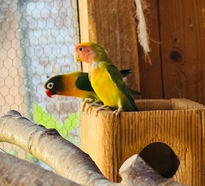 Vögel Unzertrennliche Rosenköpfchen