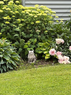 British Kurzhaar Silver Tabby 