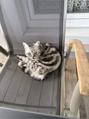 British Kurzhaar Silver Tabby 