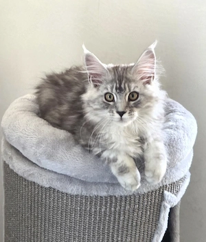 wunderschöne Maine Coone Katze mit viel Zubehör 