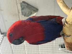 0,1 Neuguinea Edelpapagei 