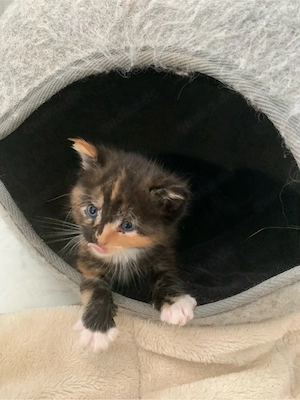 Maine Coon   Russisch blau Kitten Kätzchen