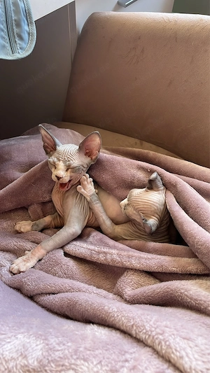elfen sphynx kitten 