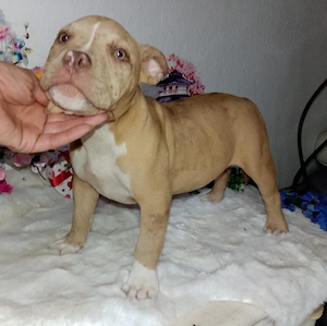 Wonderschone Mädchen mit ABKC, American micro pocket exotic(vorbiss) CHESTER bully