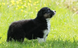 Schäferhundwelpen
