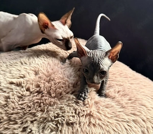 Unsere super hübschen Sphynx suchen ihr neues zu Hause