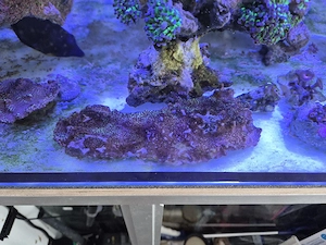 Montipora Digitata