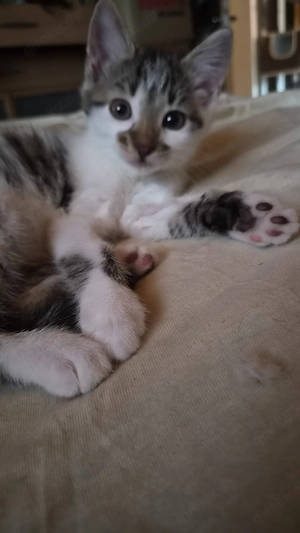 Weibliches Kitten 