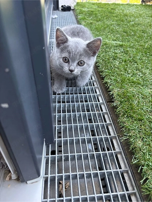 Britische Kurzhaarige babykatzen 