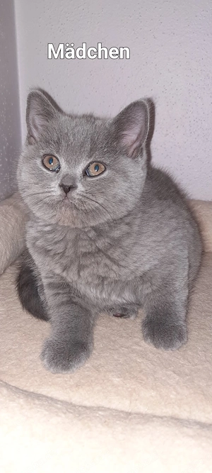 Britisch kurzhaar kitten Bkh