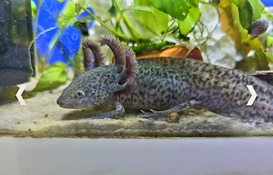 Axolotl-Jungtier (ca. 10 Monate) in schöner olivgrüner Färbung abzugeben