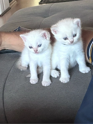 bkh babys 