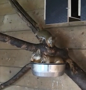 Hörnchen, kanadische Rothörnchen 