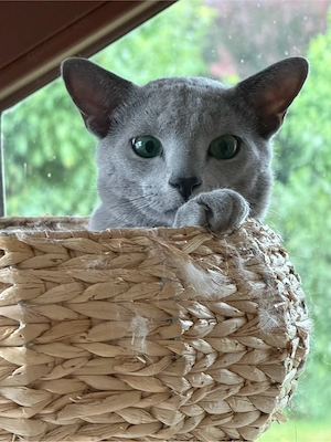 Fazinierender Russisch Blau Kater sucht Einzelreich