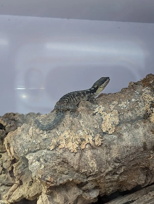 Suche Cordylus Tropidosternum, Zwerggürtelschweife!