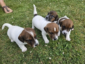 Jack Russell welpen