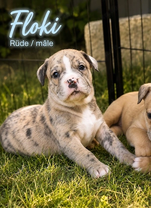 American Bully XL   OEB Welpen aus Top Verpaarung 
