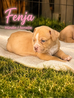 American Bully XL   OEB Welpen aus Top Verpaarung 
