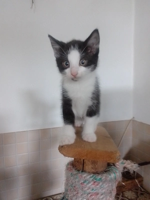Sehr niedliche kleine Babykatze