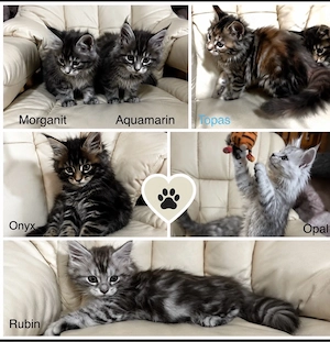 Maine Coon Kitten mit Stammbaum 