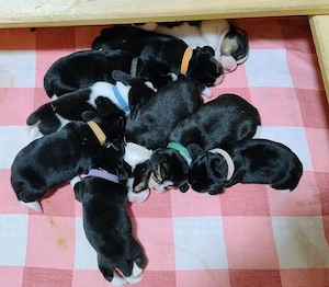 Beagle Welpen Tricolor - Reinrassig