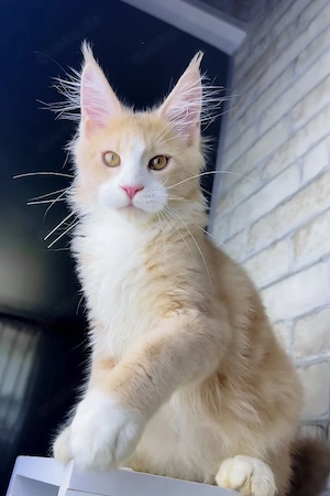 Prachtvoller Maine-Coon-Mix Kater (4 Monate) | Kinderlieb & Bestens Sozialisiert!