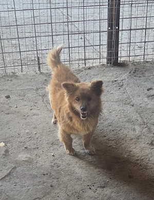 Kleiner Teddy sucht sein Glück