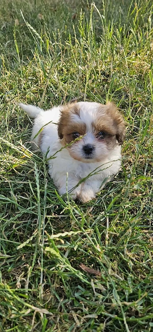 Bischon Mix (Malshi) welpen