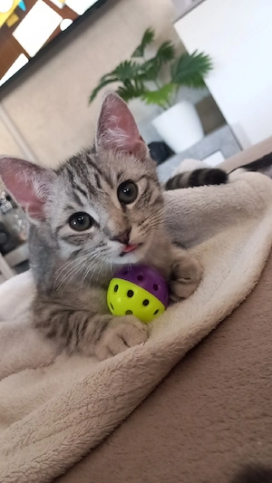 Bildhübscher BKH-Mix Kater